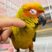 最新画像有り☆くりっとおめめの甘えん坊さん♡コガネメキシコインコやって来ました！