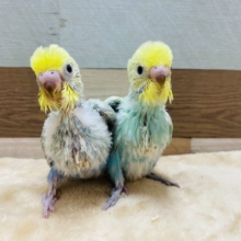 人気カラーのセキセイインコパステルレインボーやって来ました！！
