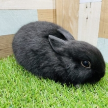 最新画像有り☆この丸さがたまりません♡ブラックカラーのネザーランドドワーフ！