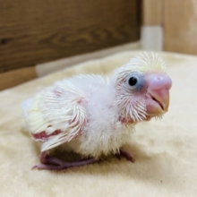 ふんわり淡いカラーのセキセイさんです！