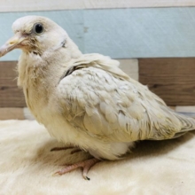 密かな人気の鳩さん♪ジュズカケバト