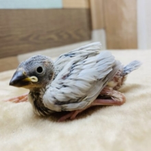 ヒナだけど元気っ子な予感のするシルバー文鳥☆