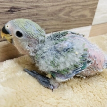 ごはん大好きアピール上手な仔☆コザクラインコのノーマルカラー！