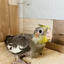 元気いっぱいなヒナさんです☆オカメインコのノーマルカラー！