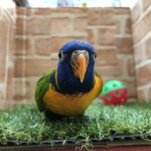 甘ったれさん再登場！　ゴシキセイガイインコ　R4 3／17撮影