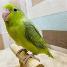 最新画像あり！小柄で可愛いインコさん☆マメルリハのノーマルカラー！