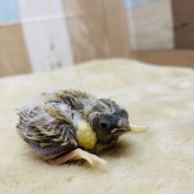 小さな天使ちゃん♡ほわっとワタ毛のキンカ鳥