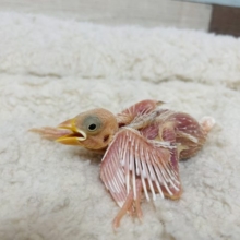 裸ん坊さん！！ウブちゃん白文鳥！