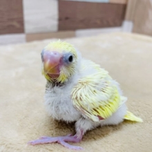 元気印の真っ黄色なヒナさん☆セキセイインコのダブルファクターカラー！