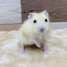 つぶらな瞳のイエロープディングハムスター男の子！！