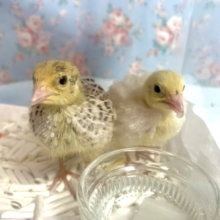 並ウズラ  ヒヨコ🐤🐤  2羽  3/8
