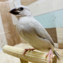 最新画像あり！モリッモリご飯食べるよ♪シルバー文鳥やって来ました〜