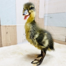 ピヨピヨ鳴き声が可愛いです♡コールダックのカモガラカラー！