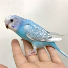 セキセイインコ  ブルースパングル💎  3/13