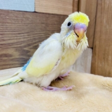 淡いカラーがステキです❤︎セキセイインコ、パステルレインボーハルクインやってきました！