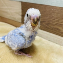 明るいブルーの元気っ仔☆セキセイインコのスパングルカラー！