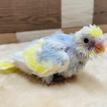 人気カラー！！セキセイインコパステルレインボーパイド★