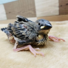 定番人気！！桜文鳥のヒナやって来ました〜♪