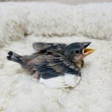 定番人気！キュートな桜文鳥さん