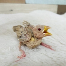 久々にやってきました♡胸きゅんシナモン文鳥さん！