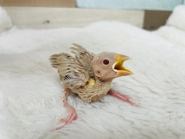久々にやってきました♡胸きゅんシナモン文鳥さん! 久々にやってきました♡胸きゅんシナモン文鳥さん!