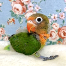 キエリボタンインコ  ちびちゃんです✨👍   3/22