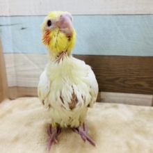 赤いほっぺが特徴のオカメインコルチノーやって来ました♪