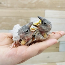 成長した姿が綺麗✨シルバー文鳥ヒナさん！