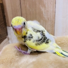 優しいカラーのセキセイインコ♪クリームハルクインやって来ました〜