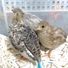 ヒメウズラ  入舎しました〜🐣  3/8