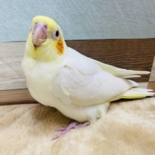 順調に成長しております！オカメインコルチノーさん♪