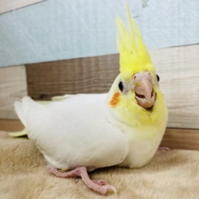 甘え上手なヒナさんです☆オカメインコのルチノーカラー！