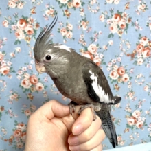 オカメインコ  ブラックヘッドパイド  3/12