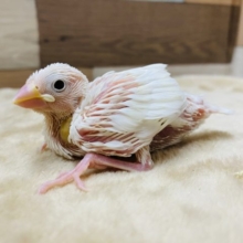 美白な文鳥さん！！大人気の白文鳥やって来ました〜
