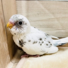 尾羽のブルーがチャームポイント☆セキセイインコのハルクインカラー！