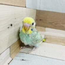 甘えた声が超可愛い♥セキセイインコ(パステルレインボー)