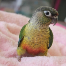 イチオシだよ🌟お顔も性格もキュートなワキコガネウロコインコさん♥