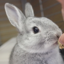 おっとりうさちゃん🐇❤とってもイイコなドワーフラビットさんです🌟