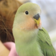 べた慣れです♩手乗りコザクラインコさん（ノーマル）✨
