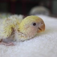手乗りコザクラインコ（クリーム）ヒナちゃんです❢