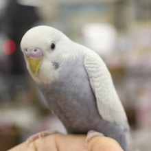 手乗りだよ～　ライラックのセキセイさんデビュー！