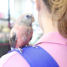 品があります✨鮮やかなローズアキクサインコさんです