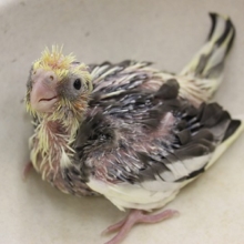 パイドカラー　オカメインコさん入舎です！