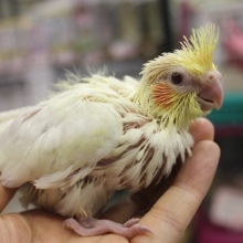 本日入舎！オカメインコのルチノーさん♪