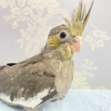 珍しいぞっ♪オカメインコ（イエローフェイスノーマル）　2022年1月生まれ