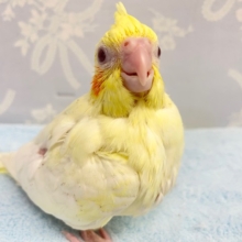 ムチムチやっ💛オカメインコ（ルチノー）　2022年1月生まれ
