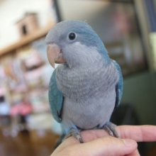 最新画像更新！オキナインコ　ブルーカラー入舎