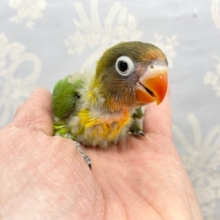白い輪っかが素敵💛キエリボタンインコ　2022年1月生まれ