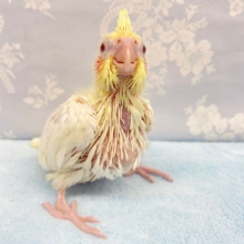 フードファイター！？オカメインコ（ルチノー）　2022月2月生まれ