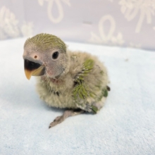 真っ赤なお顔💛コザクラインコ（ノーマル）2022年2月生まれ